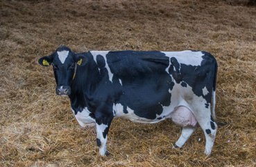 Cows get wearable technology to cut greenhouse gasses