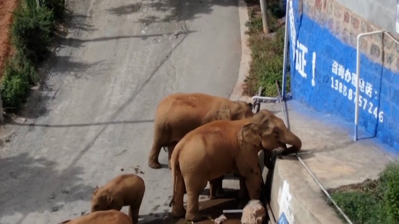 Wilde Elefantenherde wandert durch China