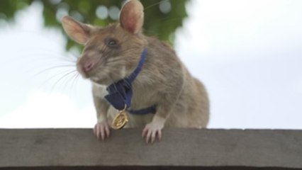 Tras cinco años de trabajo, jubilan a la famosa rata "buscaminas" en Camboya