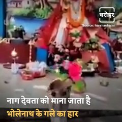 Have A Wonderful Darshan Of Naag Devta