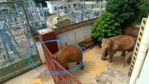 L’inarrêtable troupeau d’éléphants sauvages continue de semer la pagaille en Chine