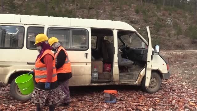 KASTAMONU - Daday Fidanlık Şefliğinde yetiştirilen tohumlar yanan orman alanlarını yeşertiyor (2)