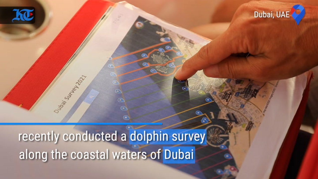 Dubai on the trail of dolphins, porpoises