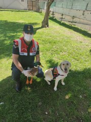 Yaralı bulunan yeşilbaş ördek, tedavisi sonrası doğaya bırakıldı