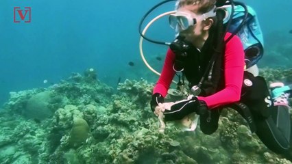 Divers in the Philippines Make Effort to Cleanup Pandemic-Related Trash from Waterways