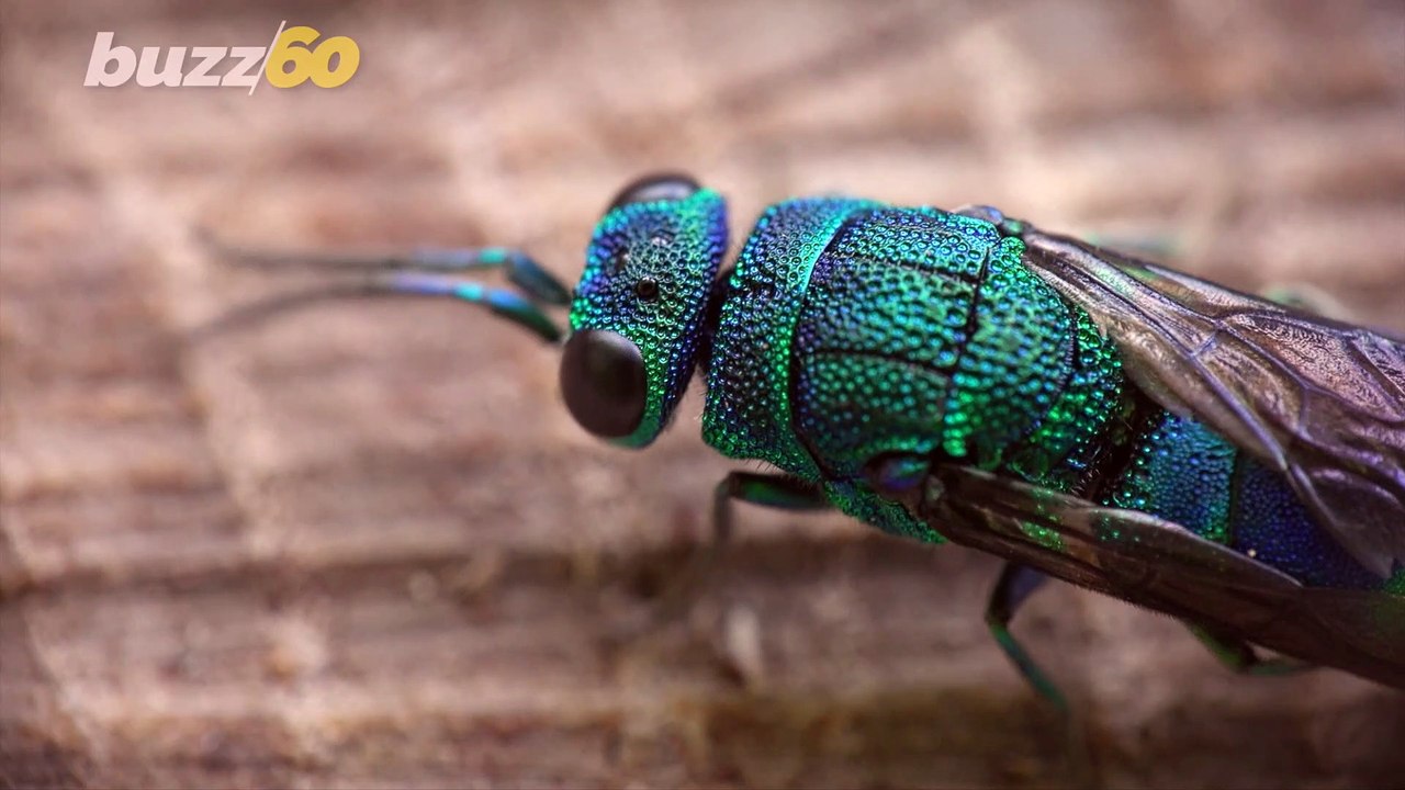 These are Some of the Most Hated Bugs