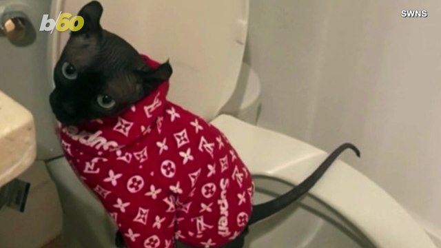 This Clever Cat Figured Out How To Use a Human Toilet