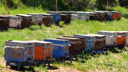 SİVAS - Bitki türü bakımından zengin olan Zara ilçesi arıcıların favorisi