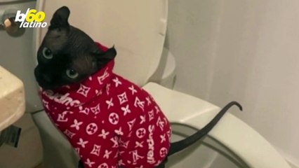 Este Gracioso Gato Descubrió Cómo Utilizar el Inodoro