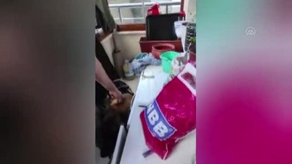 GÜMÜŞHANE - 1,5 kilogram bonzai ile çeşitli miktarlarda uyuşturucu madde ele geçirildi