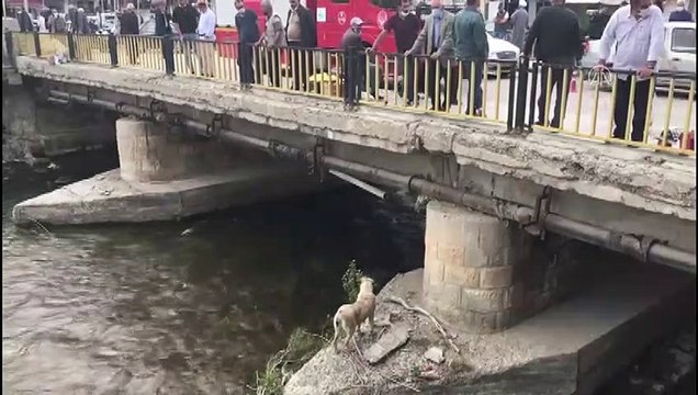 BAYBURT - Nehirde mahsur kalan köpeği itfaiye ekipleri kurtardı