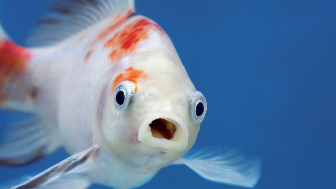 Gesunde Ernährung: Brauchen wir Fisch überhaupt?