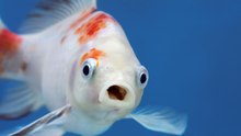 Gesunde Ernährung: Brauchen wir Fisch überhaupt?