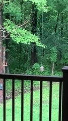 Squirrel Makes Massive Leap for Meal