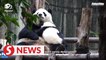 Why has giant panda been downgraded from "endangered" to "vulnerable"? | Pandaful Q&A