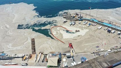 Marmara Denizi'ni etkisi altına deniz salyasıyla ilgili ilk sonuçlar geldi! Tek hücreli canlı tespit edildi