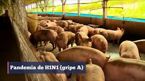10 animales que transmitieron enfermedades en los últimos años