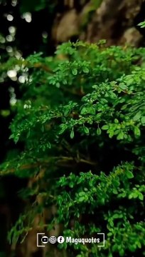 Rain water whatsapp status tamil, natural video with amazing view