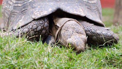 Is the Secret to Longevity in Our Genes or Lifestyle?