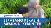 Terungkap Awal Mula Video Sejoli yang Terekam CCTV Sedang Berciuman di Kebun Teh Kemuning