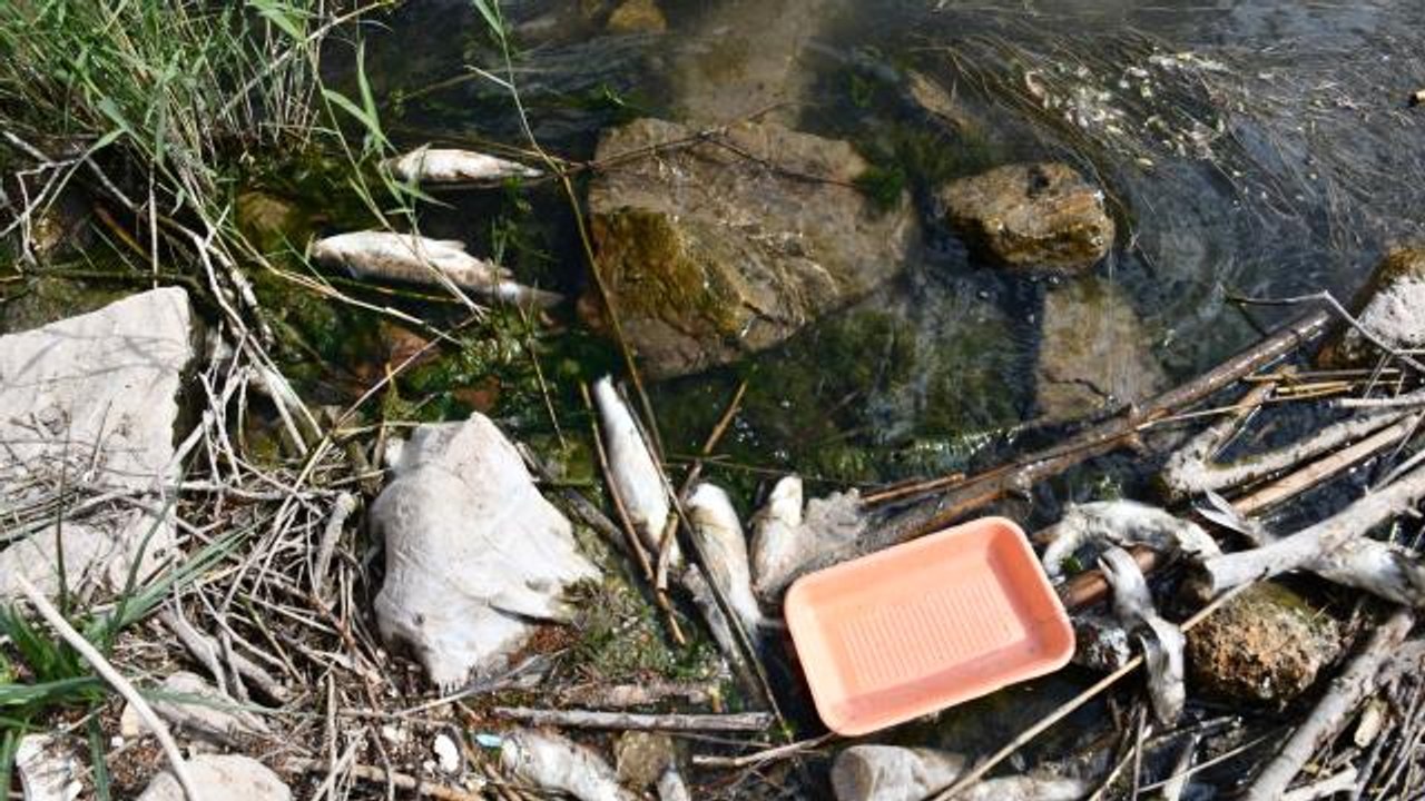 Kızılırmak'ta balık ölümleri görülmesi üzerine inceleme başlatıldı