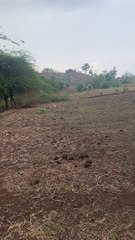 Birds saving her eggs from Dog