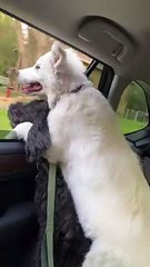 Dogs Share Car Window on Car Ride