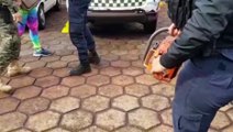 Servidores da Patrulha Ambiental da GM realizam flagrante de corte ilegal de araucárias no Bairro Melissa