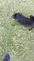 Dog Loves to Slide Down Hill Frog Legged