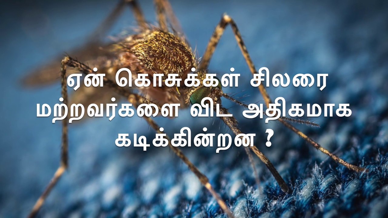 ஏன் கொசுக்கள் சிலரை மற்றவர்களை விட அதிகமாக கடிக்கின்றன ?