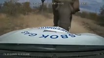 Un éléphant en colère vient charger une jeep en pleine savane