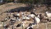Grazing goats join fight to prevent wildfires