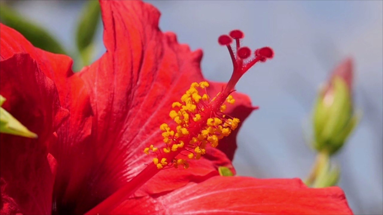 Hawaii Sets Plan to Lift All Travel Restrictions Based on Vaccine Rates