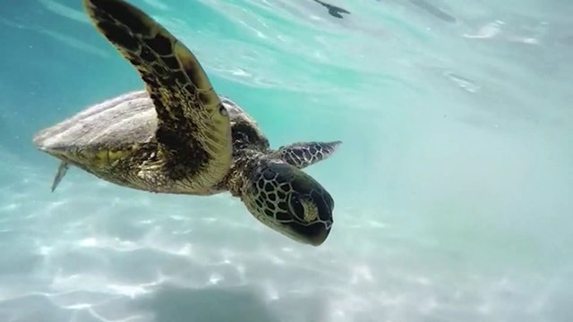 Día Mundial de los Océanos, Día Mundial del 'bluewashing'