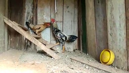 Galo 'detido' pela PM poderá ser doado caso dono não resgate