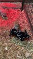 Rescued Kitty Befriends Piglets