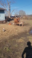 Momma Watusi Cow Calls Guinea Fowl For Baby Cow Security