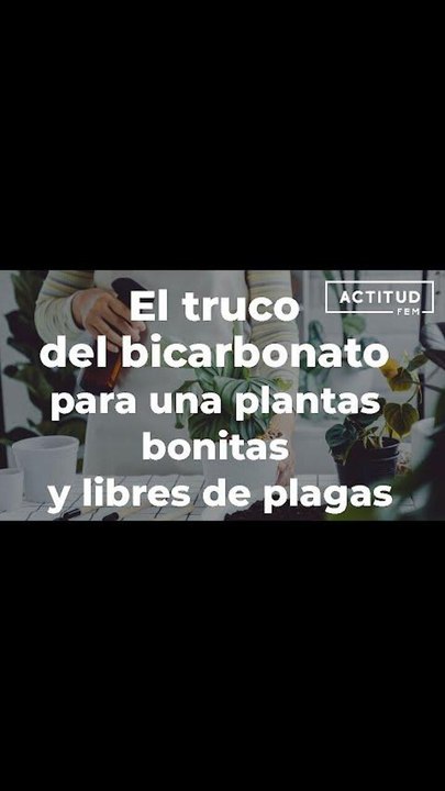El truco del bicarbonato para plantas bonitas y libres de plagas.