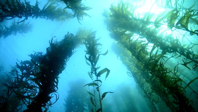 Seaweed: A superfood scoring super results for the environment