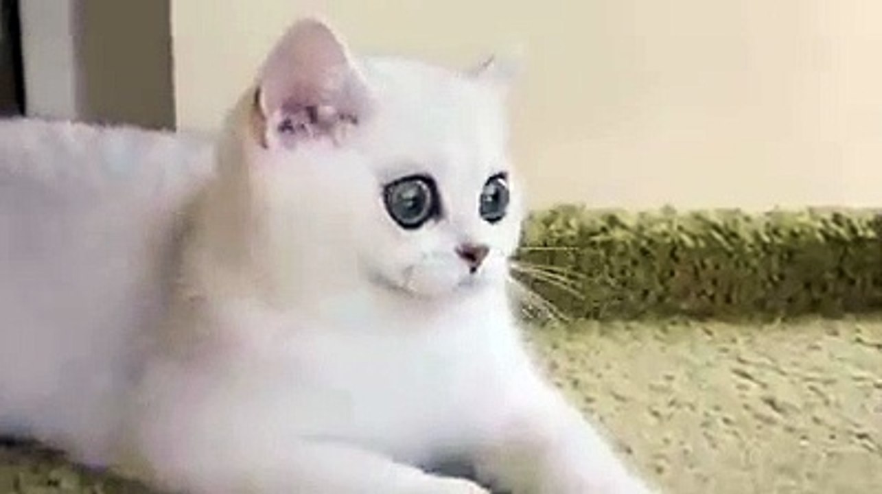 Iri Gozlu Kedi Fenomen Oldu Dailymotion Video