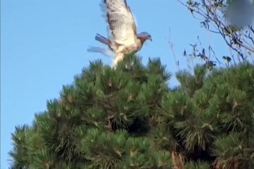 Kartalın pençelerinden bakın nasıl kurtuldu!