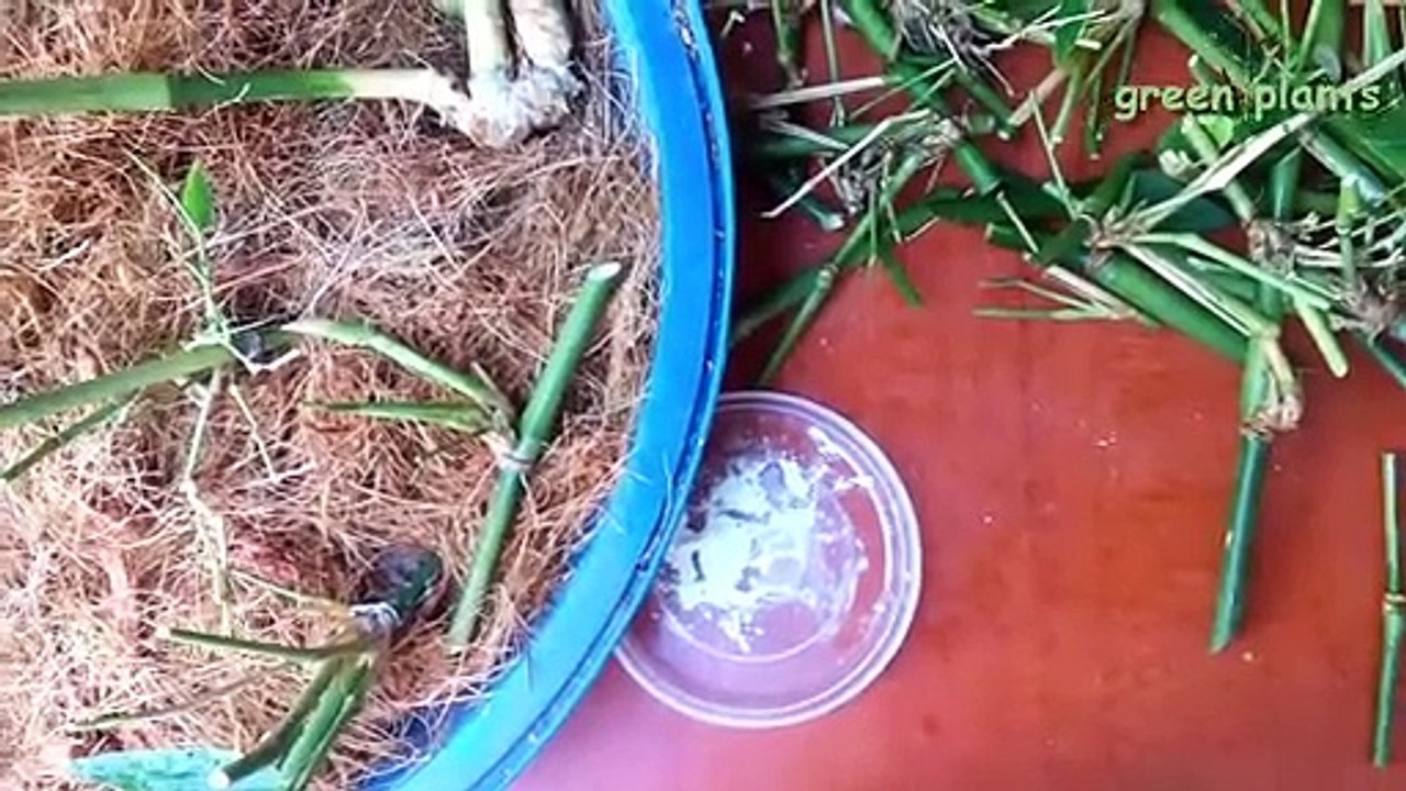 Bamboo Water Fountain + Tibetan Bowls White Noise For Sleep, Studying
