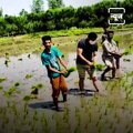 DIG of North Kashmir helps farmers transplant crops, sows Paddy with them