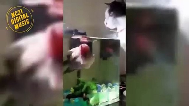 Animaux drôles, bébés, chiens, chats, chiots, aliments pour chatsAnimais Engraçados, Bebês, Cães, Gatos, Filhotes, Gato Dormindo e Roncando Alto, Funny Animals, Babies, Dogs, Cats, Puppies, Cat Sleeping and Snoring Loud