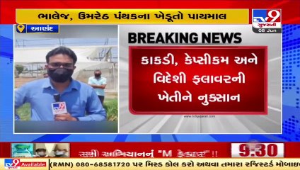 Anand_ Farmers practising net house farming face severe loss due to cyclone Tauktae _ TV9News