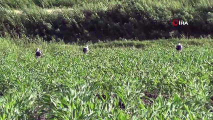 Çiftçi dostu leylekler iş başında