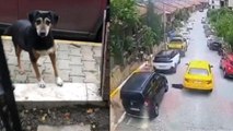 İstanbul’da feci olay: Taksici köpeği ezip kaçtı
