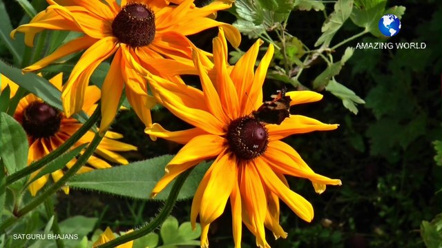 सतगुरुजी का भजन | Prem rawat bhajan | Satguru maharaji de do bhakti bhajans | Guru maharaji bhajan | Satguru maharaji bhajans