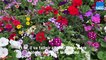 Roland Motte, jardinier : choisir vos fleurs annuelles pour terrasses et balcons
