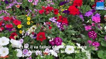 Roland Motte, jardinier : choisir vos fleurs annuelles pour terrasses et balcons